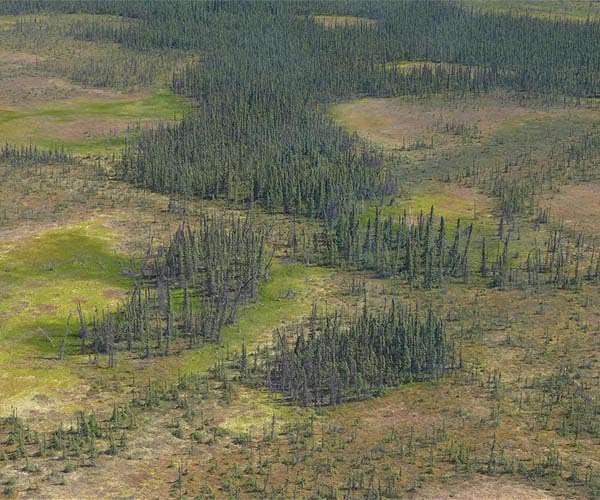 Biochar type influences greenhouse gas emissions in boreal grasslands