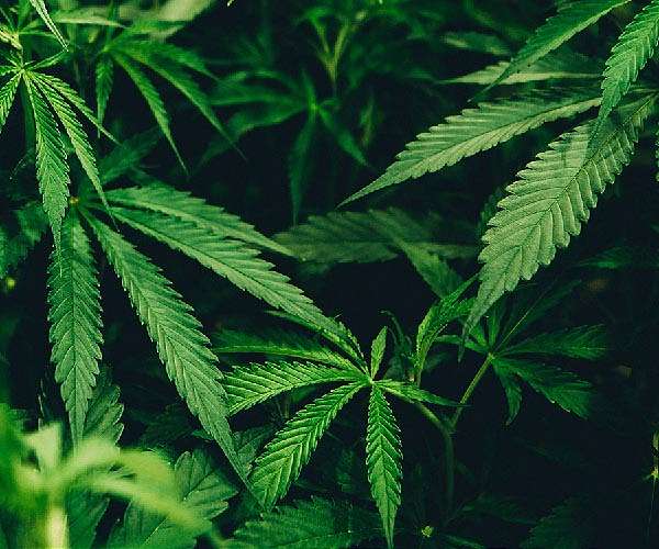 Researchers ID the high-efficiency hacks cannabis cells use to make cannabinoids