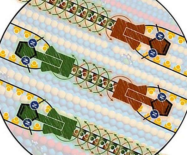 Molecular swarm rearranges surface structures atom by atom