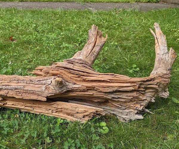 Discovery of ancient log strengthens wood vaulting as climate strategy