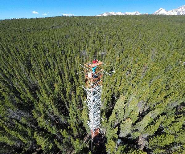 How to get a handle on carbon dioxide uptake by plants