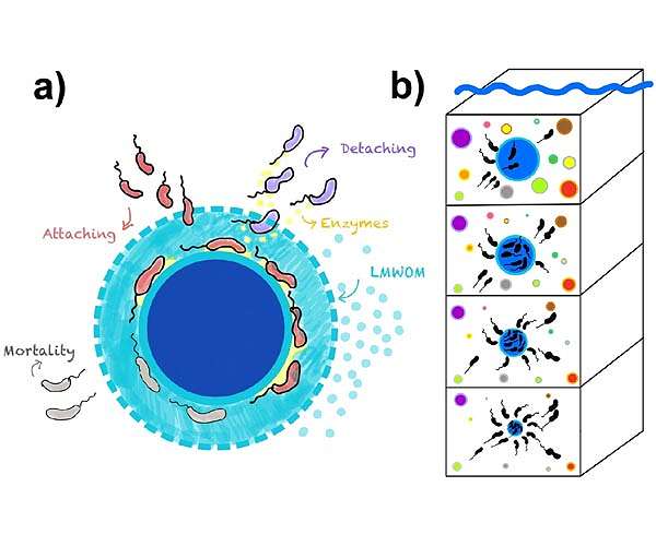 Predicting carbon transfer in the ocean based on deep-diving tiny organisms