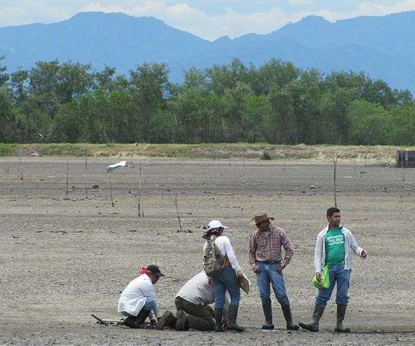 Planet vs people as Panama's mangroves are turned into coal