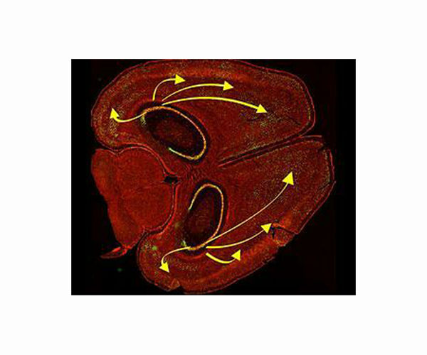 The location of neurons within the cortex affects how they process information
