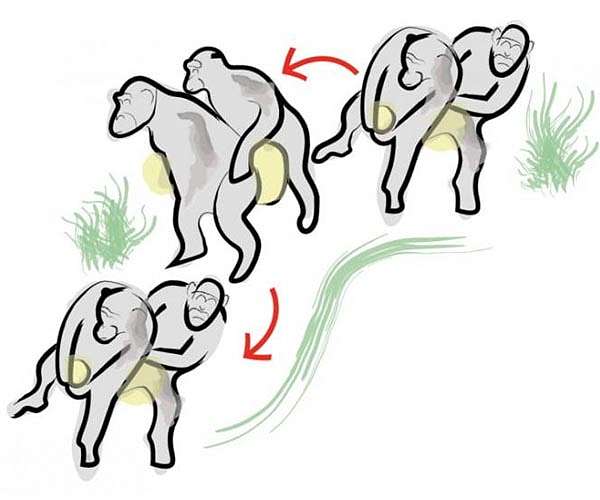 How humans learnt to dance; from the Chimpanzee Conga