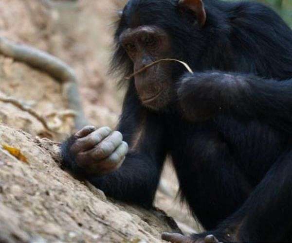 Fishing chimpanzees found to enjoy termites as a seasonal treat