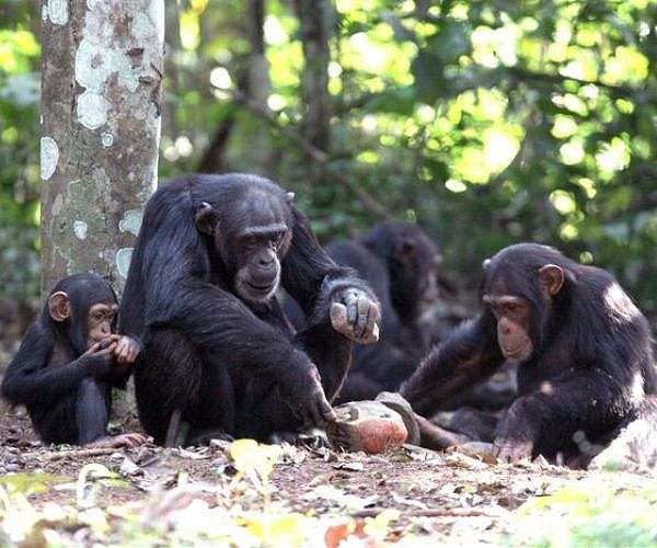 Genetic clues reveal evolving chimpanzee tool use cultures