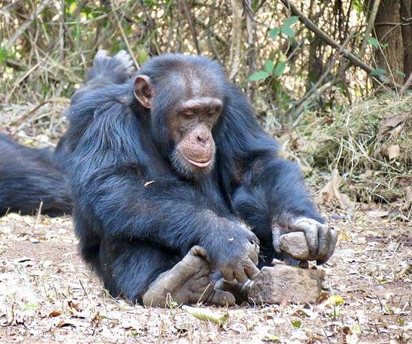 Cracking chimpanzee culture