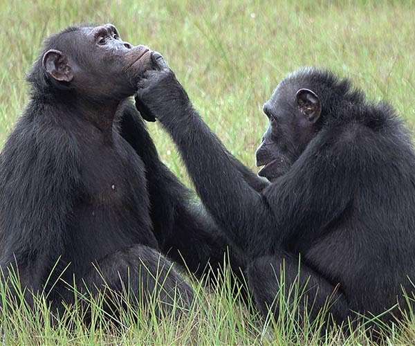 Chimps learn and improve tool-using skills even as adults