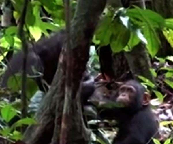 Watch a chimpanzee mother apply an insect to a wound on her son