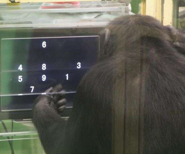 Chimpanzees show improved performance on difficult computer tasks with an audience