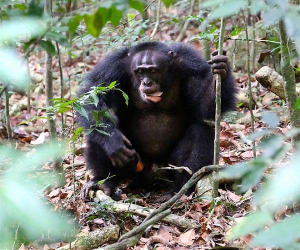 Reward of labor in wild chimpanzees