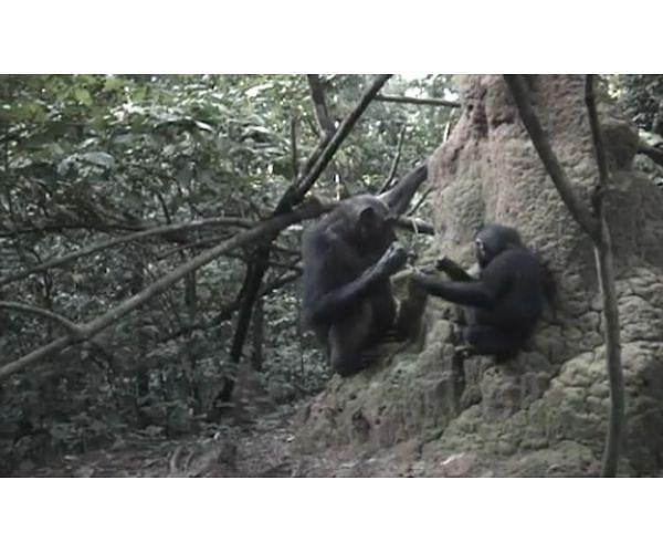 Chimpanzee groups each have their own unique termite fishing cultures