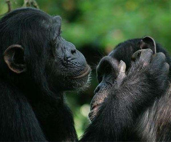 Chimpanzee calls differ according to context