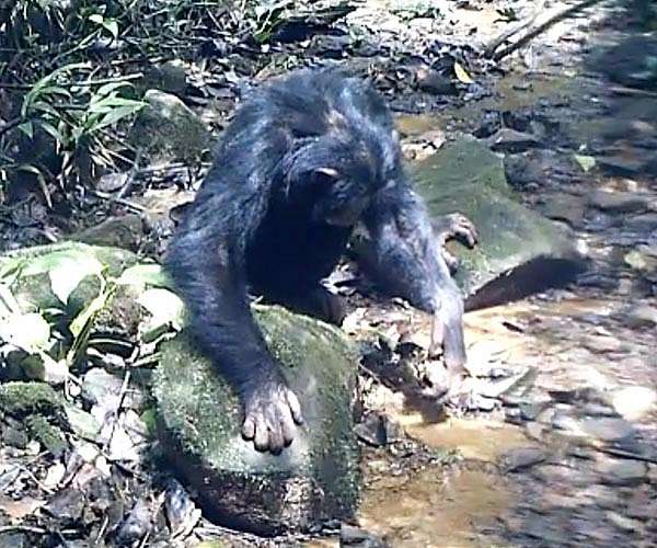Colombia's lonely chimp Yoko finds new home in Brazil