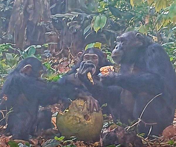 Scrumped fruit shaped ape evolution and human fondness for alcohol