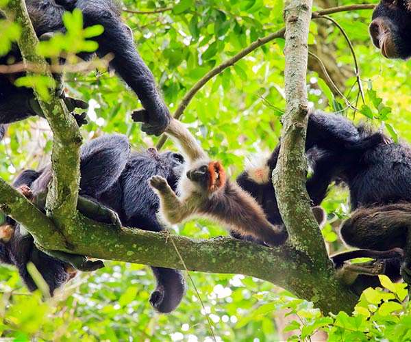 Communication makes hunting easier for chimpanzees