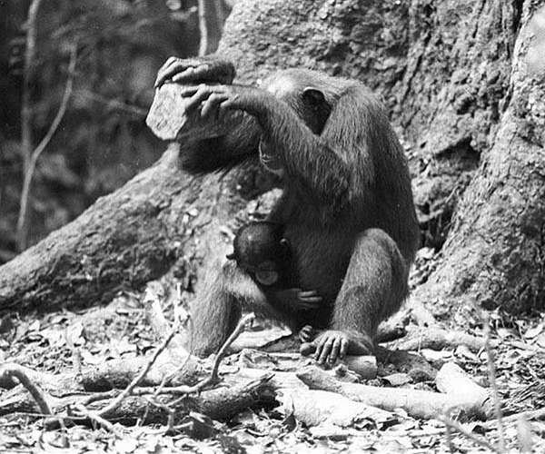 Chimpanzees likely to share tools, teach skills when task is more complex
