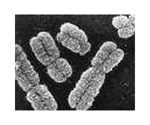 Scientists Reshape Y Chromosome Haplogroup Tree Gaining New Insights Into Human Ancestry