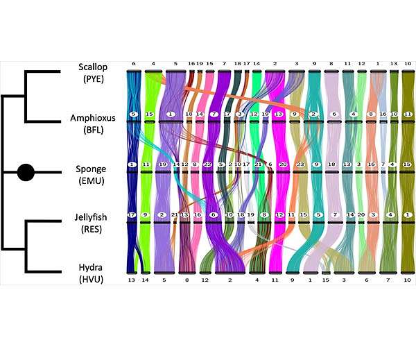 Animal genomes: Chromosomes almost unchanged for over 600 million years