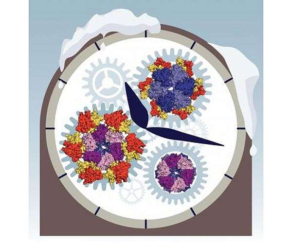 Circadian rhythm-controlling 'clock genes' could be tweaked to alter sleep