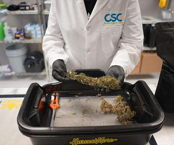 The Cleveland School of Cannabis in partnership with the Cannabis Hub launches MY FIRST PLANT