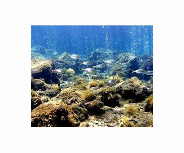 Monitoring CO2 leakage sites on the ocean floor