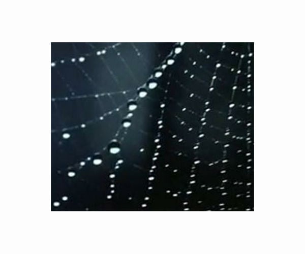 Spiders in space: without gravity, light becomes key to orientation