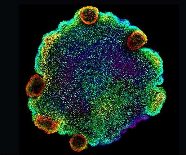 Tiny sea creatures reveal the ancient origins of neurons
