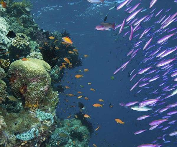 Carbon-rich waters are becoming even more acidic as atmospheric CO2 levels rise
