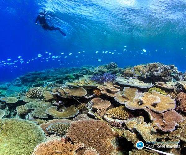Coral parents pass algae to their offspring to help cope with climate change