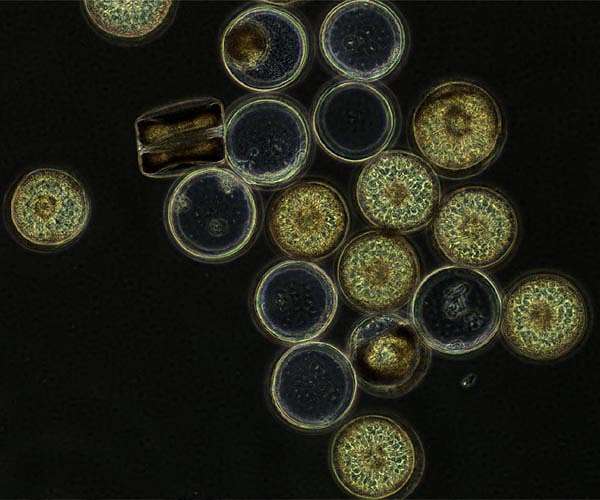 Diatom surprise could rewrite the global carbon cycle