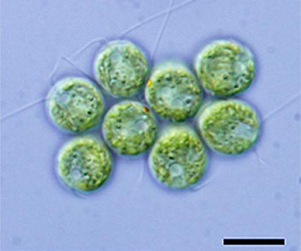 Key part of human gene activation revealed by new study