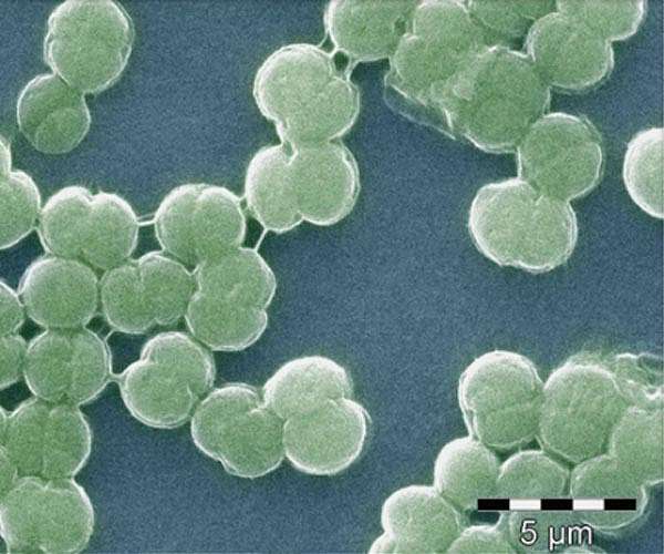 Tracing ancient cyanobacteria reveals early origins of circadian clocks