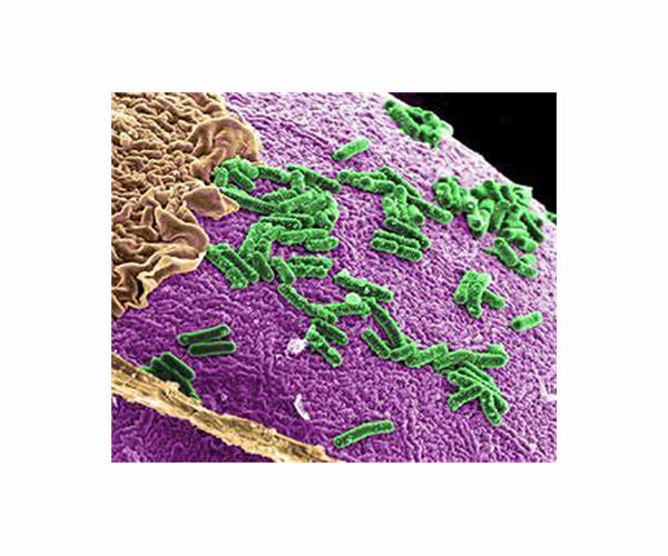 Living organisms find a critical balance