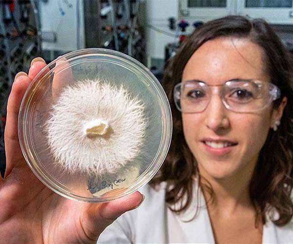 Groundbreaking research into white-rot fungi proves its value in carbon sequestration