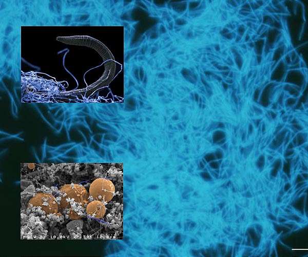 Life in Deep Earth totals 15 to 23 billion tons of carbon