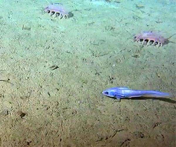 Pulses of sinking carbon reaching the deep sea are not captured in global climate models