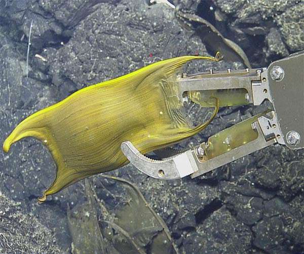 Deep-sea fish use hydrothermal vents to incubate eggs