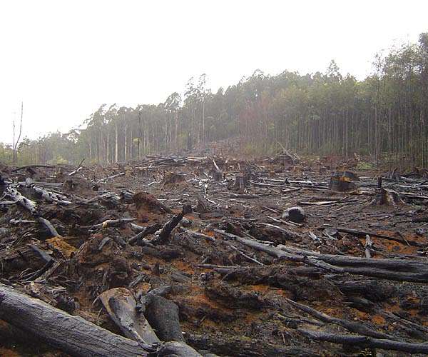 Deforestation, human activities accelerated soil erosion 4,000 years ago