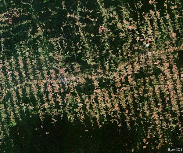 COP30 climate pledges favour land-based carbon removal over emission cuts