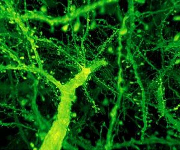 Unlocking the mysteries of how neurons learn
