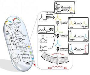 KAIST announced a novel technology to produce gasoline by a metabolically engineered microorganism