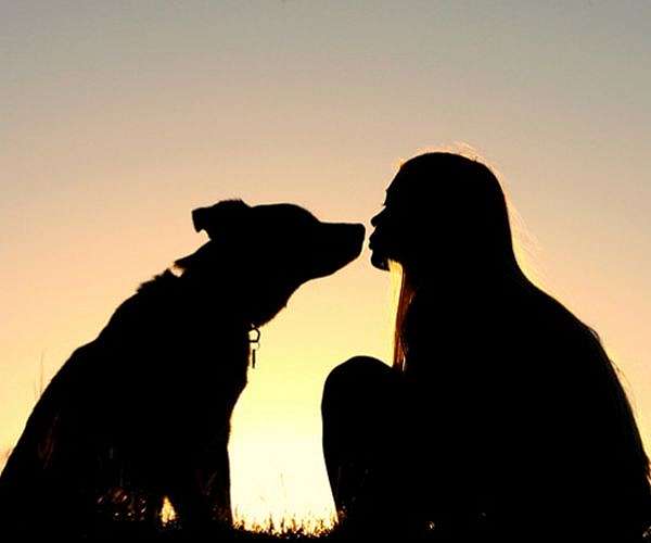 How dogs and humans communicate through shared language