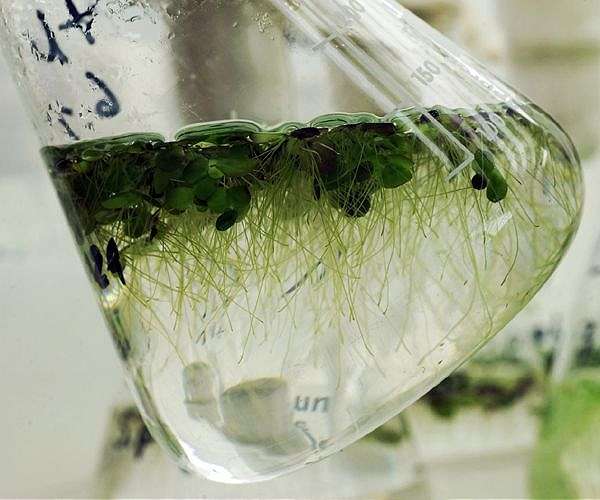 Engineering duckweed to produce oil for biofuels, bioproducts