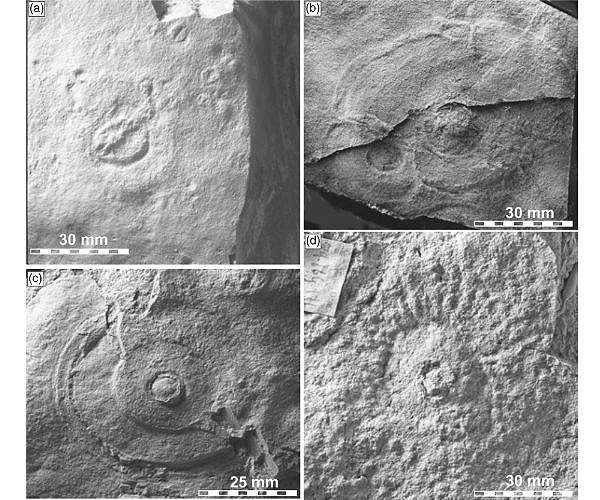 Key moment in the evolution of life on Earth captured in fossils