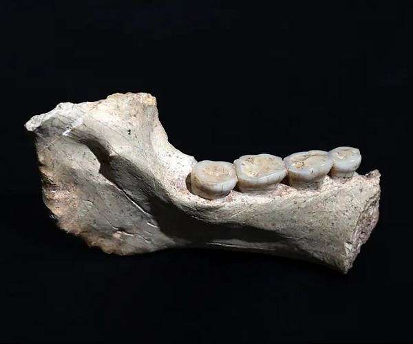 Moroccan fossils trace ancient African branch near origin of Homo sapiens