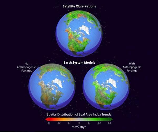 Tree planting remains the most effective carbon removal strategy despite climate and economic uncertainties