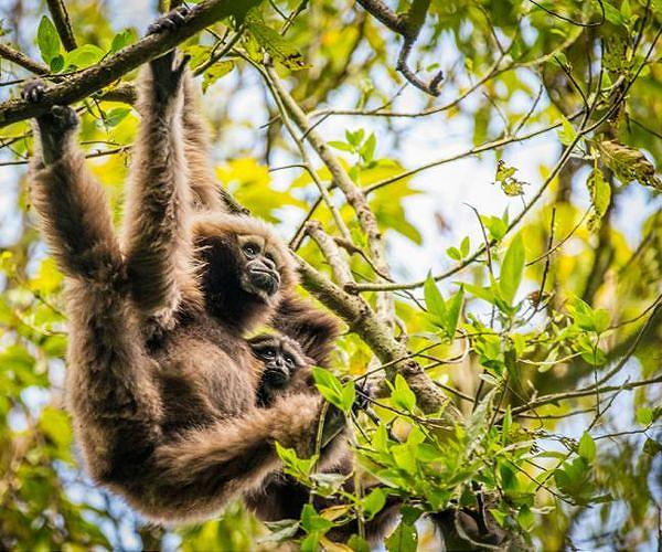 New fossil found in China answers some questions about apes' evolutionary chain