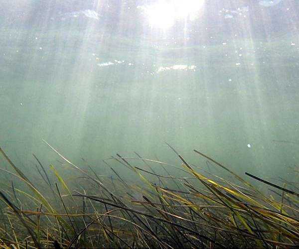 Are we losing one of our biggest CO2 sinks